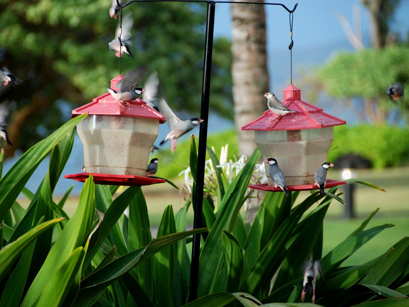 Java sparrows crowding two red-roofed bird feeders among tropical leaves, the ocean behind. Photograph by Christopher Kulawik.